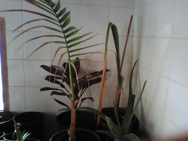 [Foto de planta, jardin, jardineria]