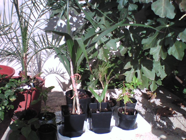 [Foto de planta, jardin, jardineria]