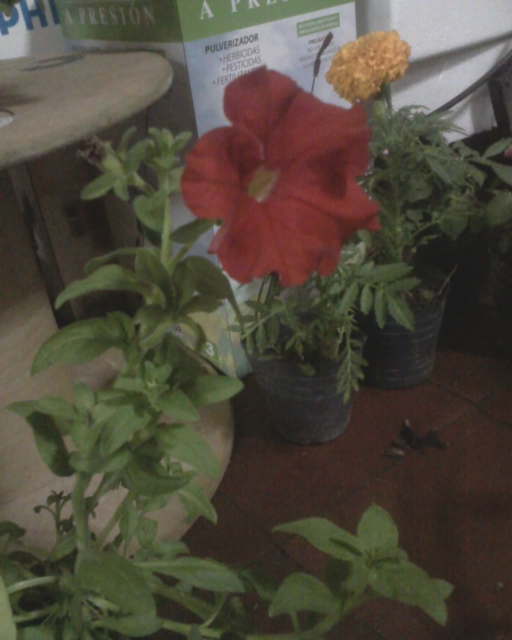[Foto de planta, jardin, jardineria]