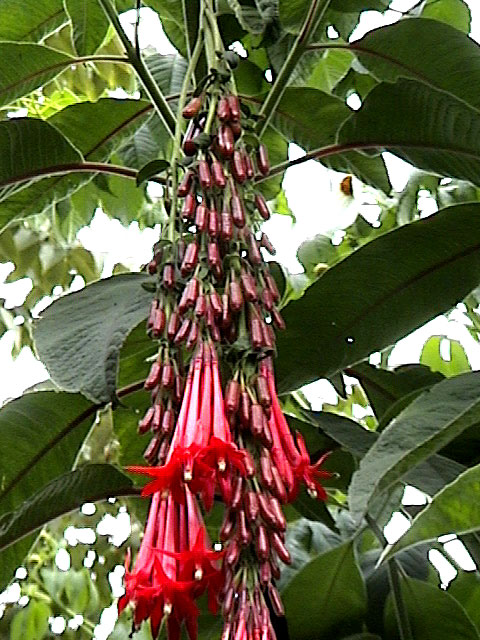 [Foto de planta, jardin, jardineria]