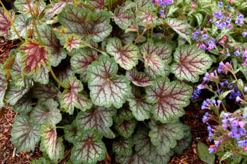 [Foto de planta, jardin, jardineria]