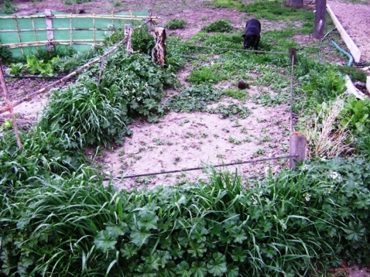 [Foto de planta, jardin, jardineria]