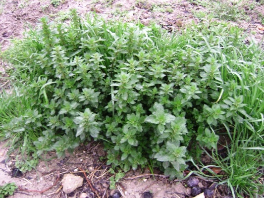 [Foto de planta, jardin, jardineria]