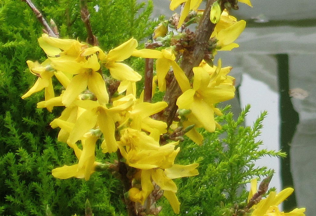 [Foto de planta, jardin, jardineria]