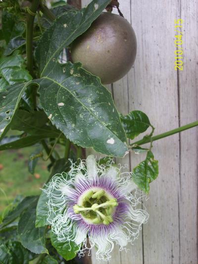 [Foto de planta, jardin, jardineria]