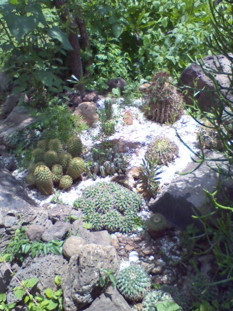 [Foto de planta, jardin, jardineria]