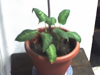 [Foto de planta, jardin, jardineria]
