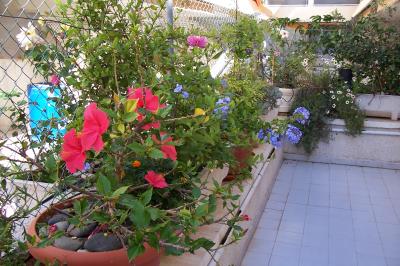 [Foto de planta, jardin, jardineria]