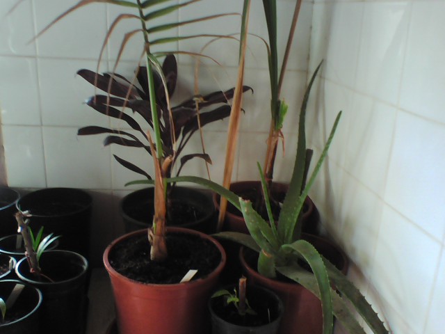 [Foto de planta, jardin, jardineria]