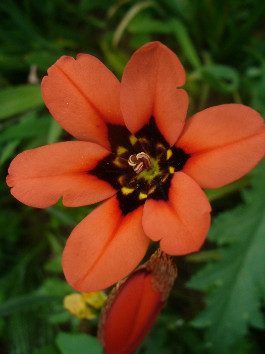 [Foto de planta, jardin, jardineria]