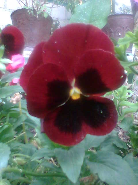 [Foto de planta, jardin, jardineria]