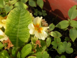 [Foto de planta, jardin, jardineria]