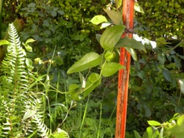 [Foto de planta, jardin, jardineria]