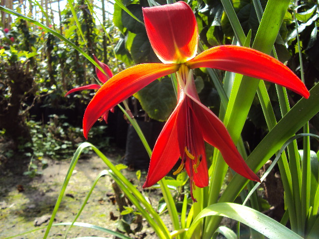 [Foto de planta, jardin, jardineria]