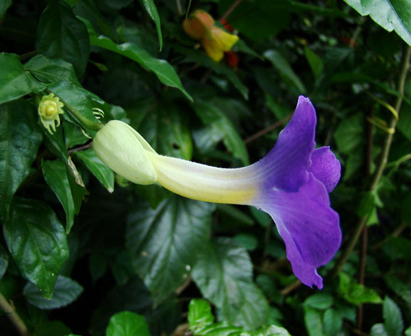 [Foto de planta, jardin, jardineria]