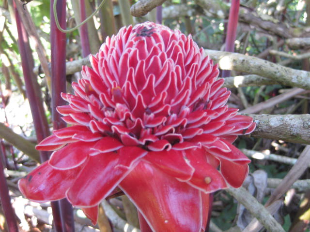 [Foto de planta, jardin, jardineria]