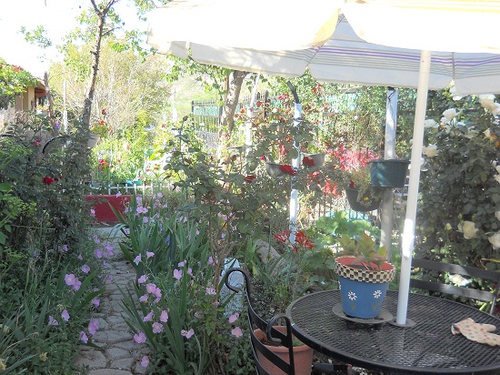 [Foto de planta, jardin, jardineria]