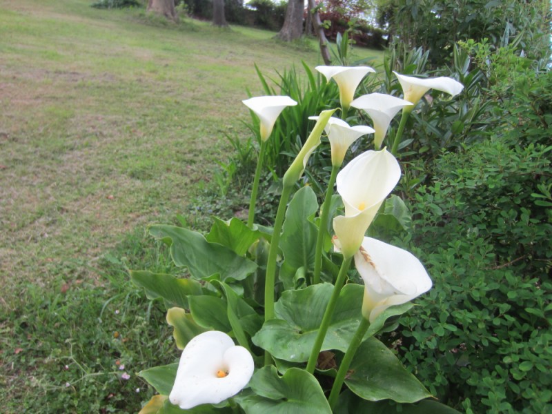 [Foto de planta, jardin, jardineria]