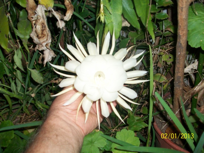 [Foto de planta, jardin, jardineria]