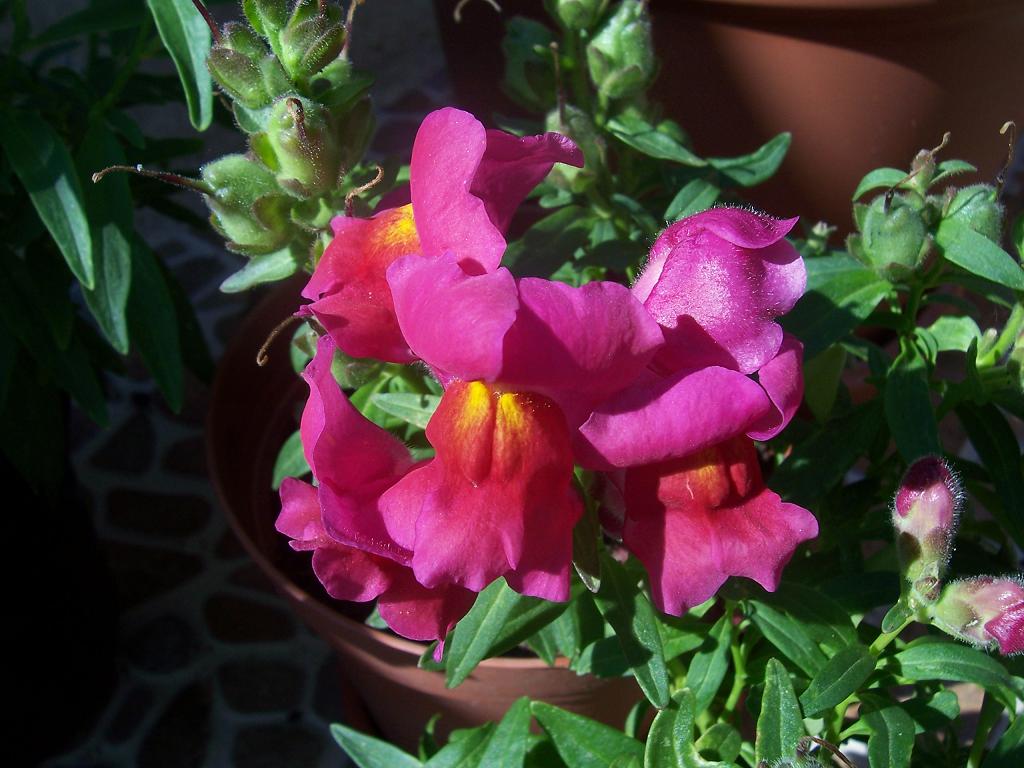 [Foto de planta, jardin, jardineria]