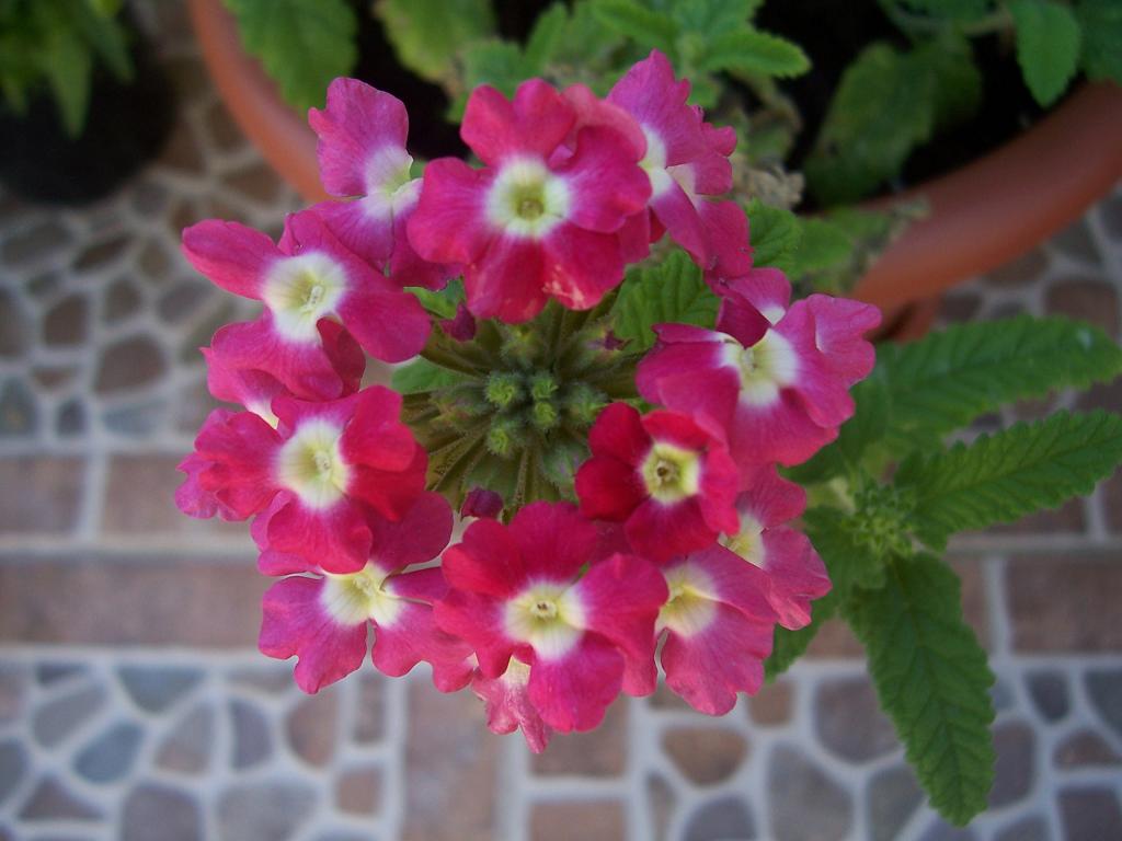[Foto de planta, jardin, jardineria]