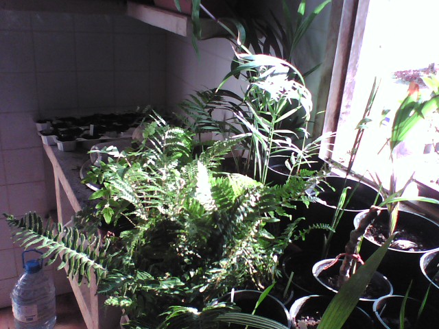 [Foto de planta, jardin, jardineria]