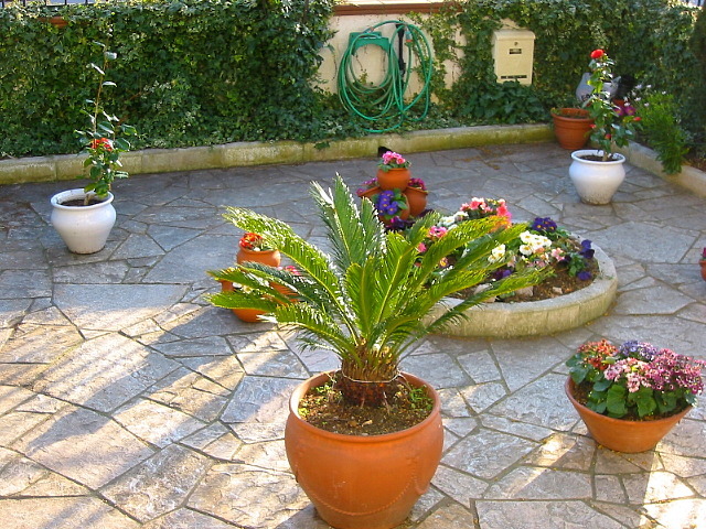 [Foto de planta, jardin, jardineria]