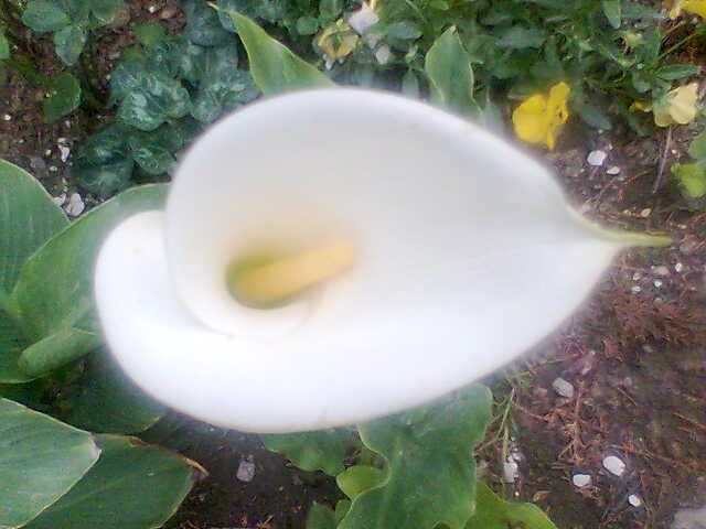 [Foto de planta, jardin, jardineria]