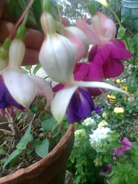 [Foto de planta, jardin, jardineria]
