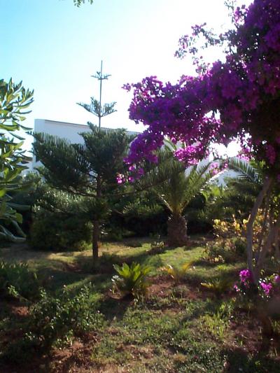 [Foto de planta, jardin, jardineria]