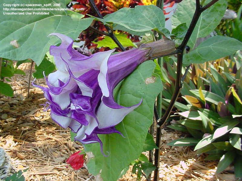 [Foto de planta, jardin, jardineria]