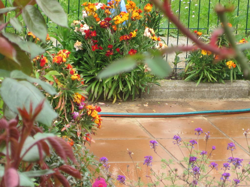 [Foto de planta, jardin, jardineria]