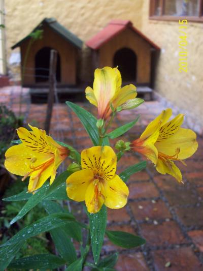 [Foto de planta, jardin, jardineria]