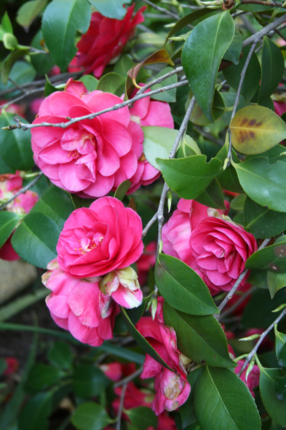 [Foto de planta, jardin, jardineria]