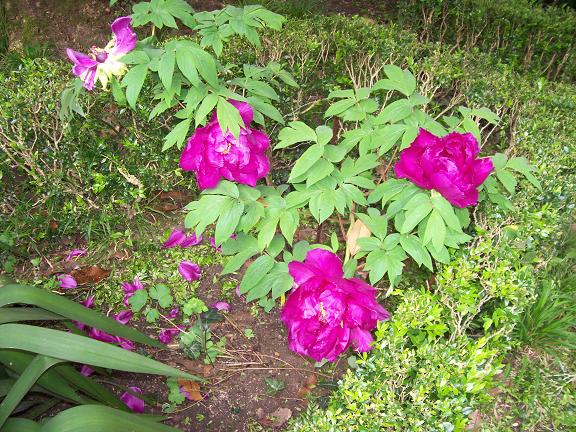 [Foto de planta, jardin, jardineria]