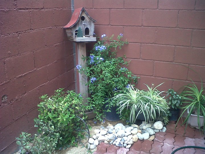 [Foto de planta, jardin, jardineria]