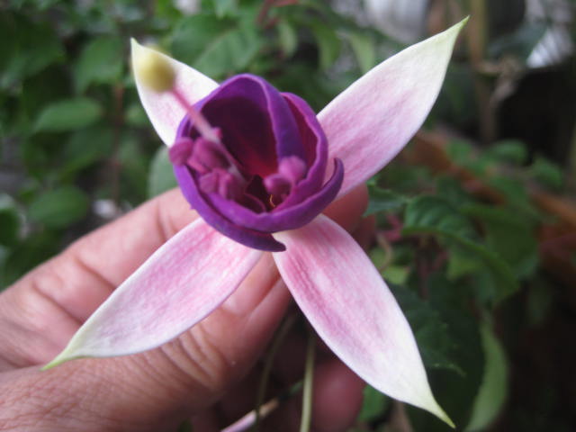 [Foto de planta, jardin, jardineria]