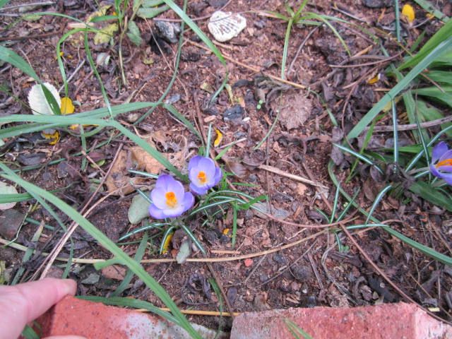 [Foto de planta, jardin, jardineria]