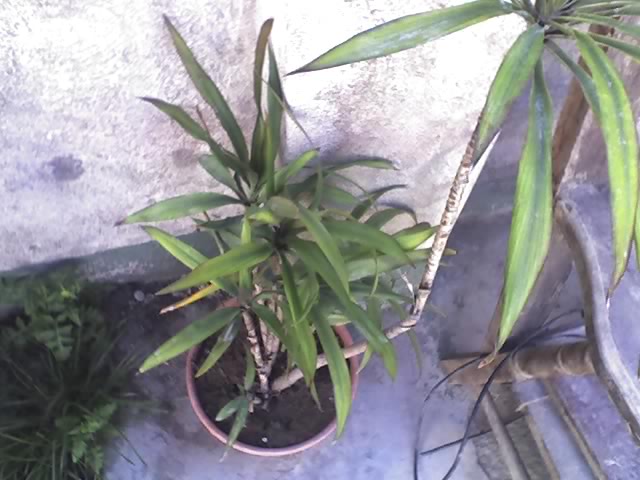 [Foto de planta, jardin, jardineria]