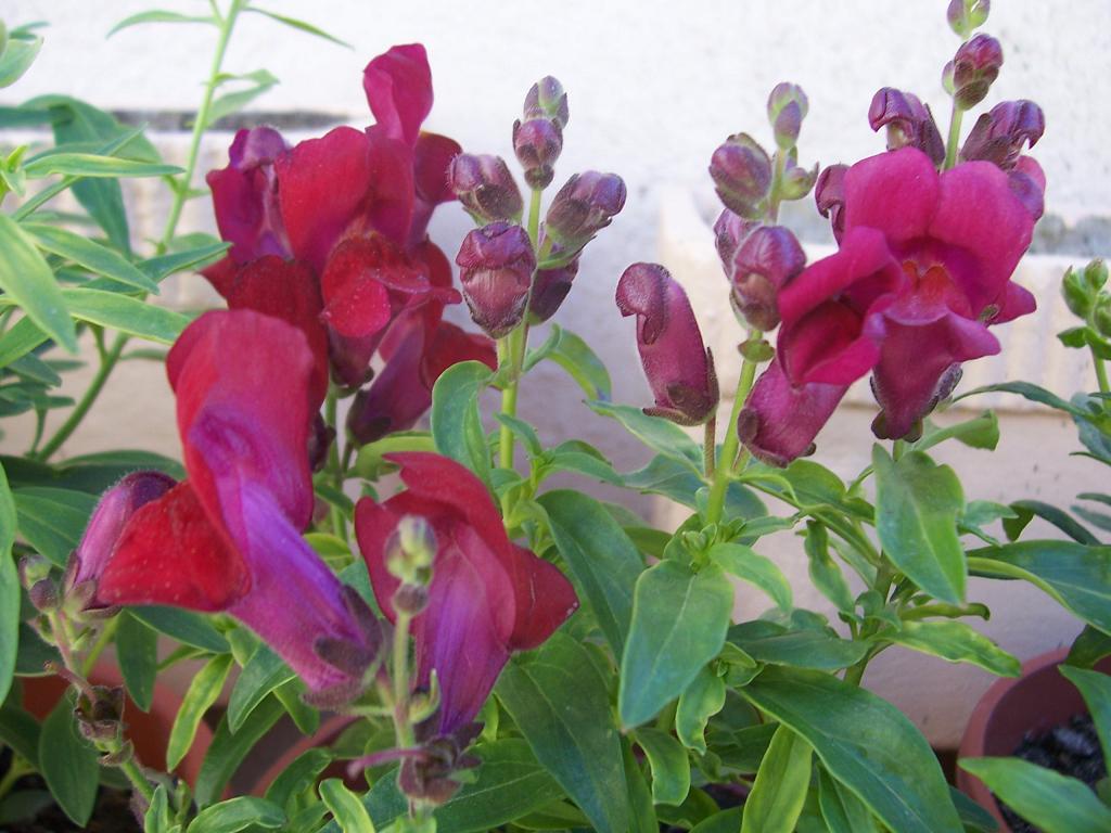 [Foto de planta, jardin, jardineria]