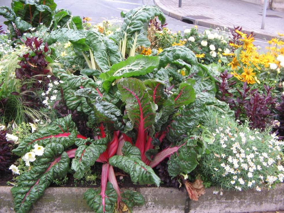 [Foto de planta, jardin, jardineria]