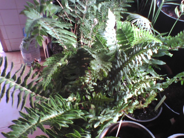 [Foto de planta, jardin, jardineria]