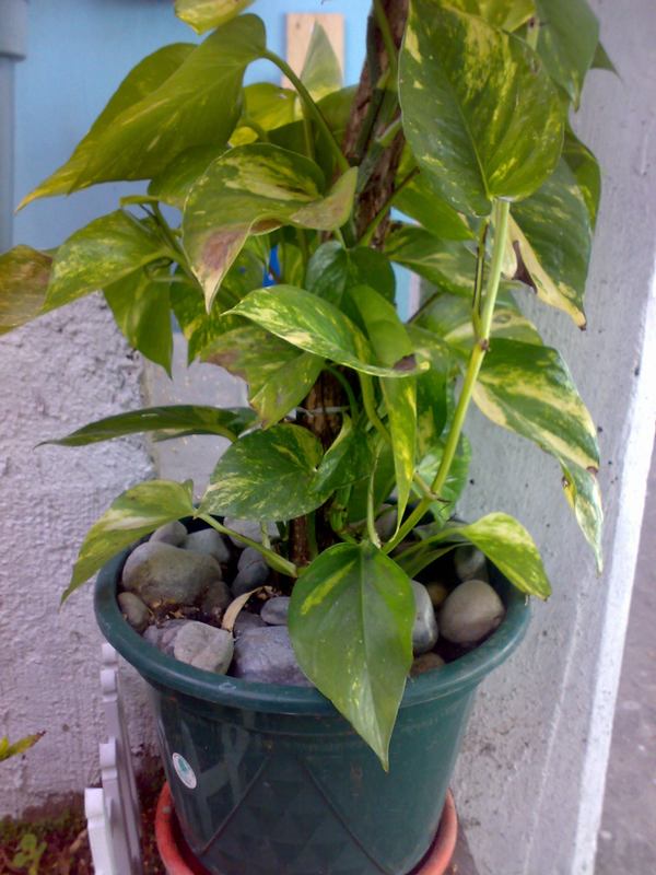 [Foto de planta, jardin, jardineria]