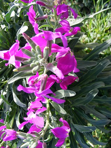 [Foto de planta, jardin, jardineria]