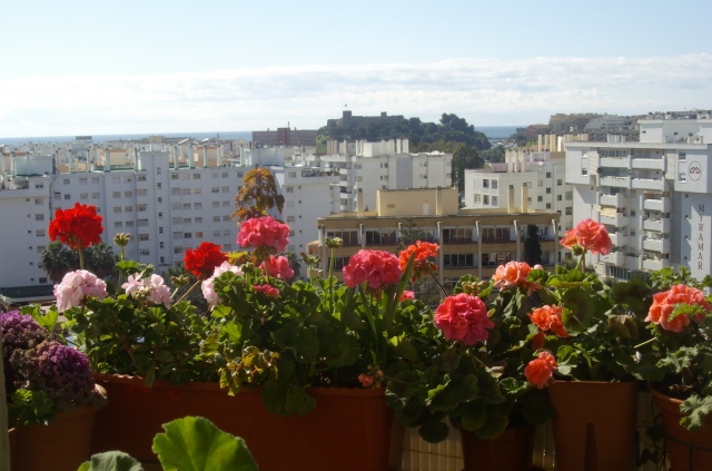 [Foto de planta, jardin, jardineria]