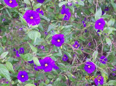 [Foto de planta, jardin, jardineria]