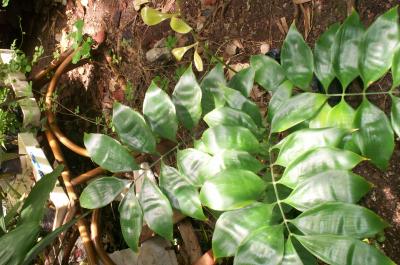 [Foto de planta, jardin, jardineria]