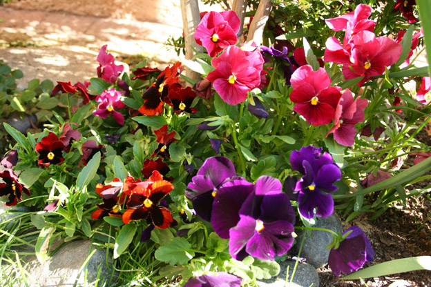 [Foto de planta, jardin, jardineria]
