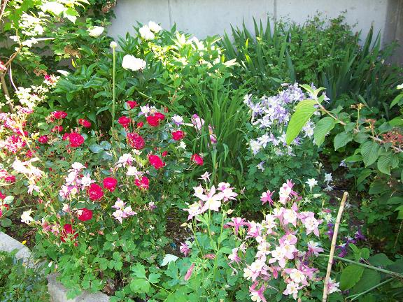 [Foto de planta, jardin, jardineria]