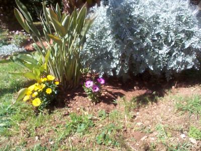 [Foto de planta, jardin, jardineria]